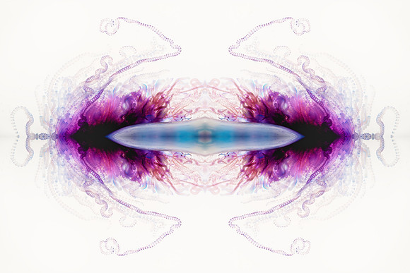Zooid-0991
