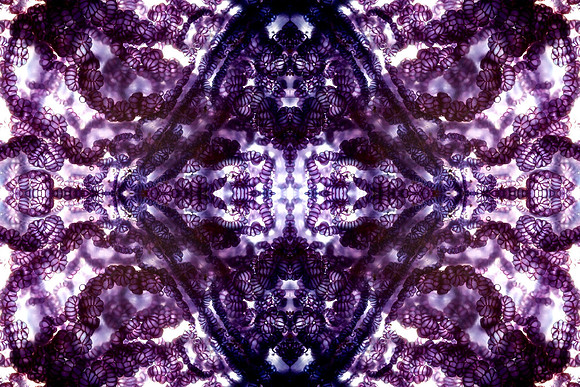 Zooid-1428