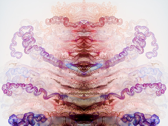 Zooid-1728