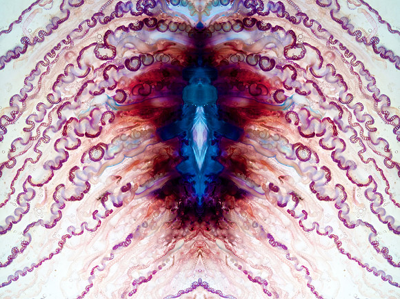 Zooid-1540