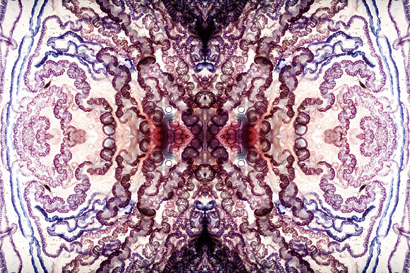 Zooid-1482