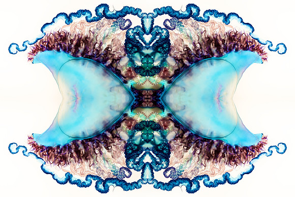 Zooid-1715