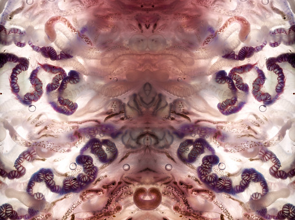 Zooid-1475