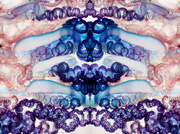 Zooid-1037