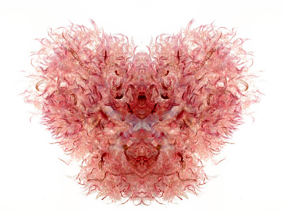 Zooid-2060