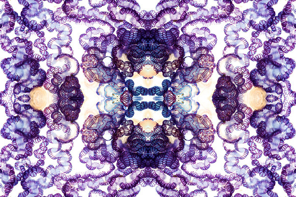 Zooid-2014