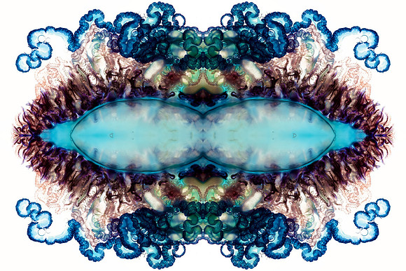 Zooid-1718