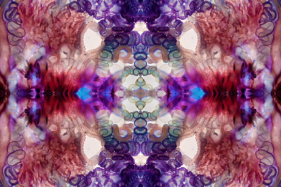 Zooid-1235