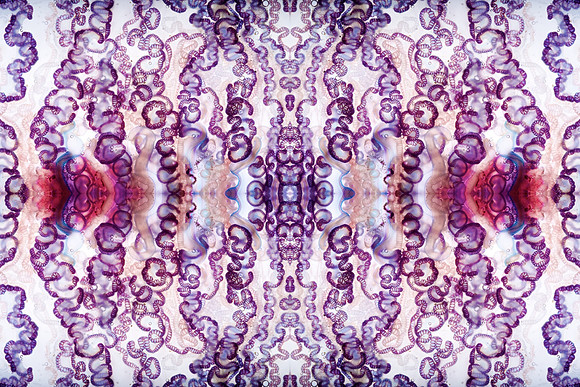 Zooid-1486