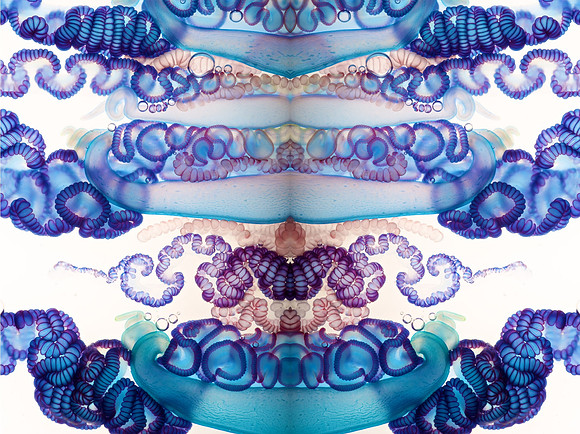 Zooid-1015
