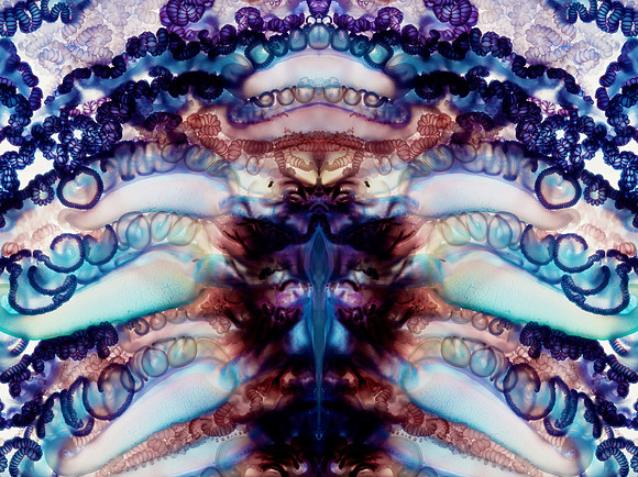 Zooid-1302