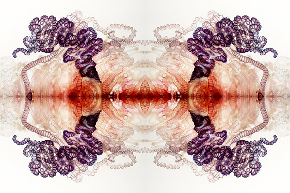 Zooid-0953