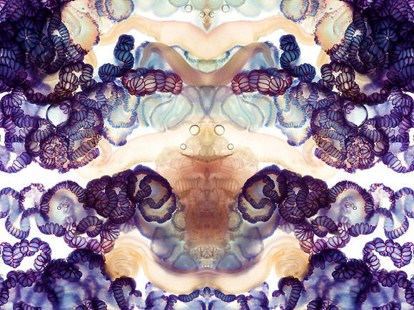 Zooid-2015
