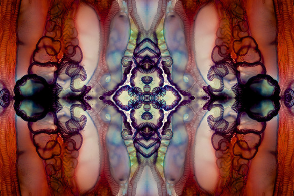Zooid-1594