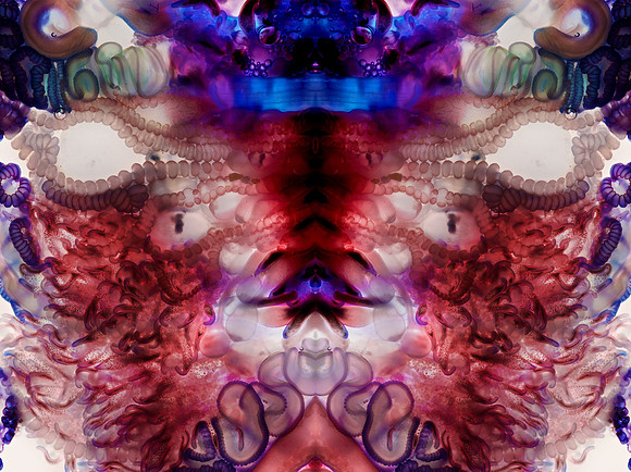Zooid-1232