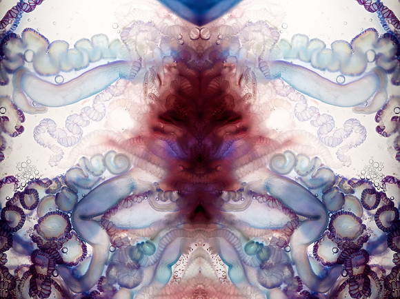 Zooid-1469