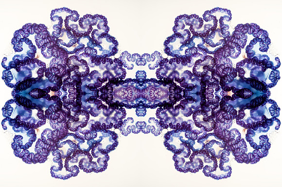 Zooid-2127