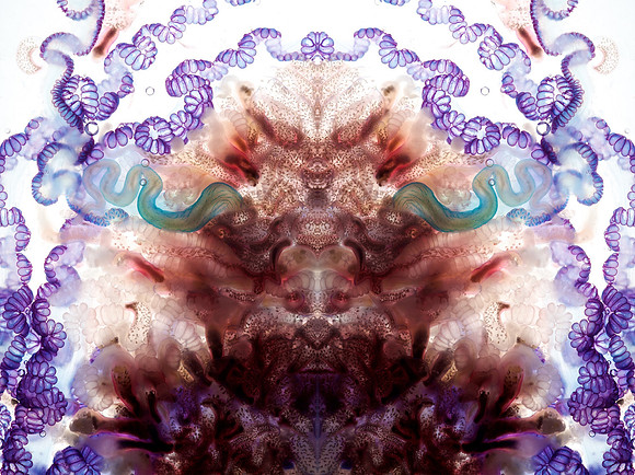 Zooid-2082