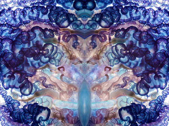 Zooid-2148