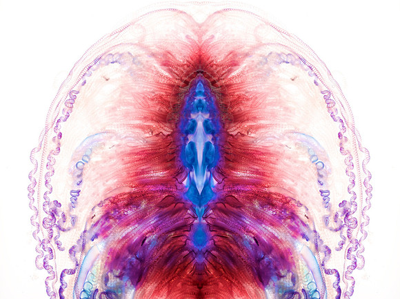 Zooid-1904