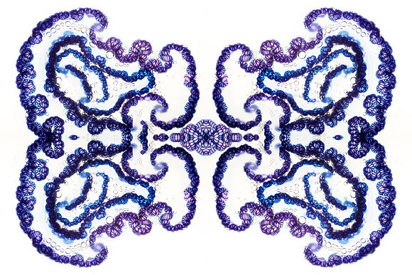 Zooid-2121
