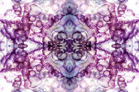 Zooid-1444
