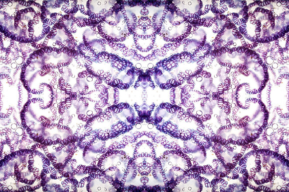 Zooid-1437