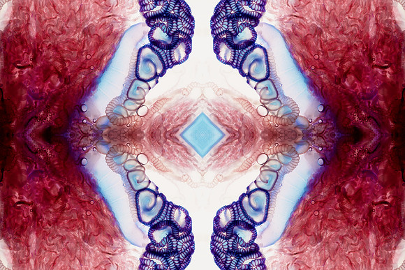 Zooid-1351