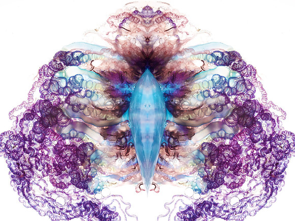 Zooid-1244