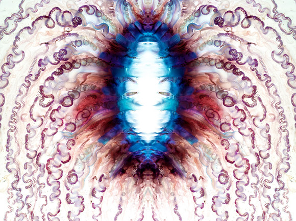 Zooid-1560