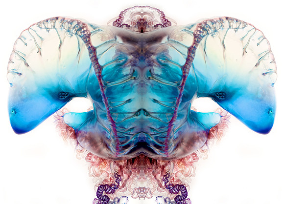 Zooid-1027