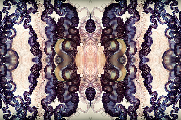 Zooid-0952