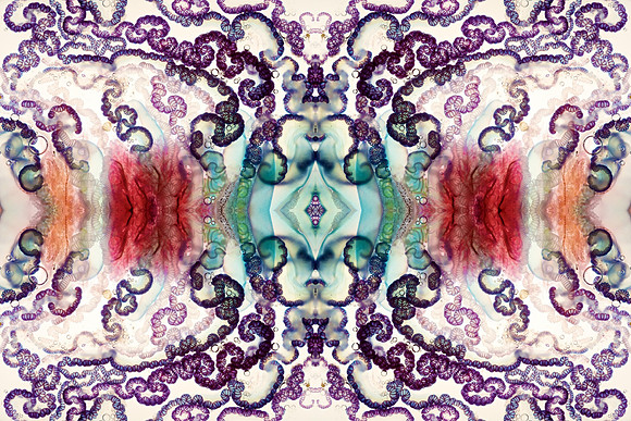 Zooid-1626