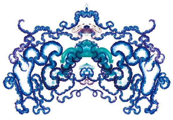 Zooid-1185