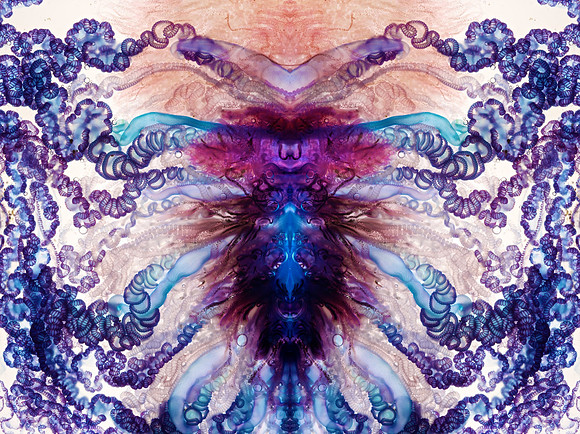 Zooid-1262