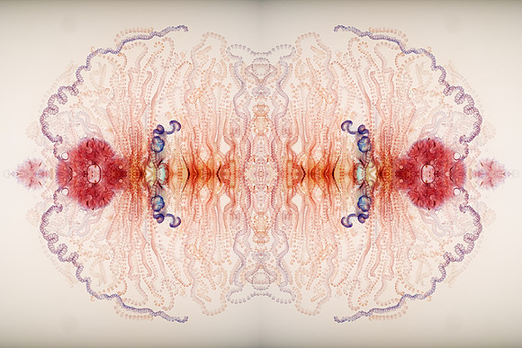 Zooid-0964