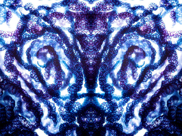 Zooid-2081