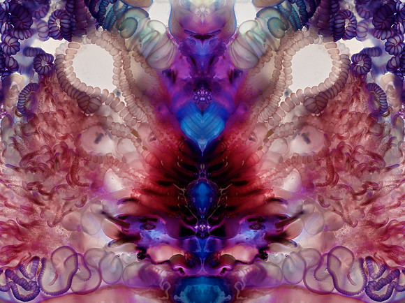 Zooid-1230