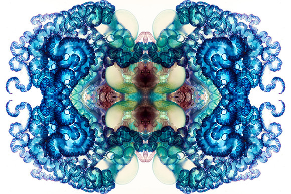 Zooid-1697
