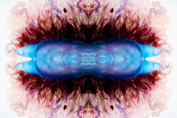 Zooid-1725