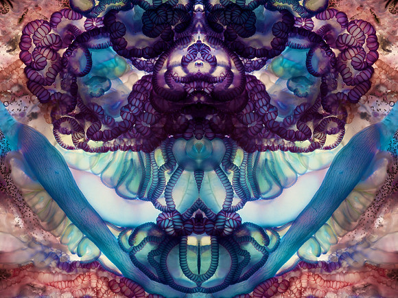 Zooid-1806