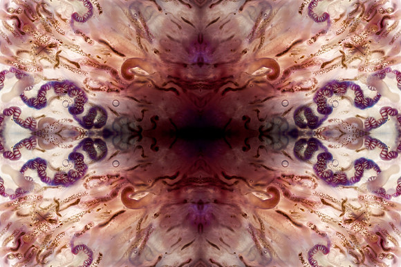 Zooid-1473
