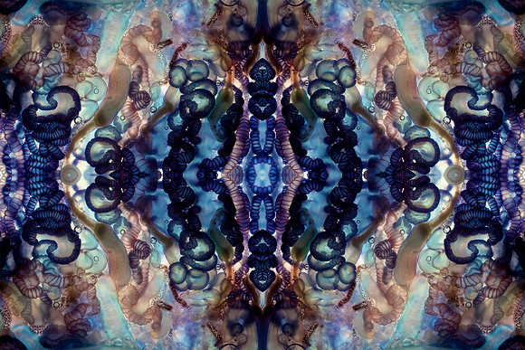 Zooid-2145