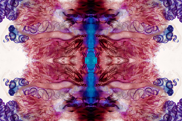 Zooid-1234