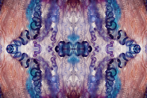 Zooid-1251