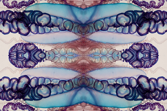 Zooid-1347