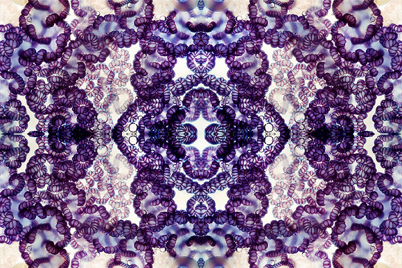 Zooid-0947