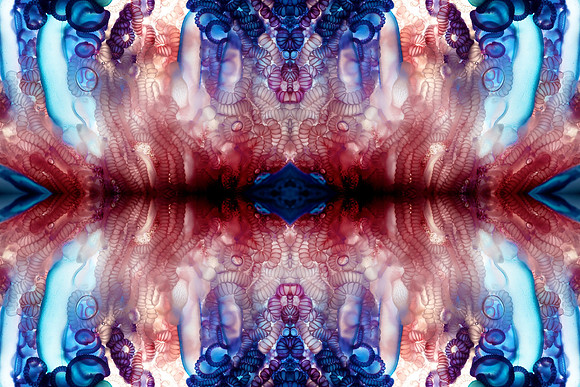 Zooid-1008
