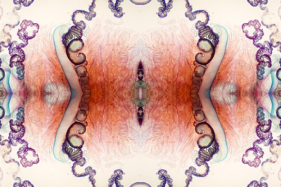 Zooid-1642