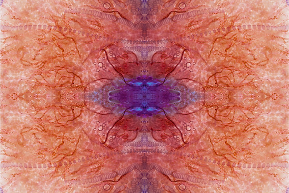 Zooid-1253